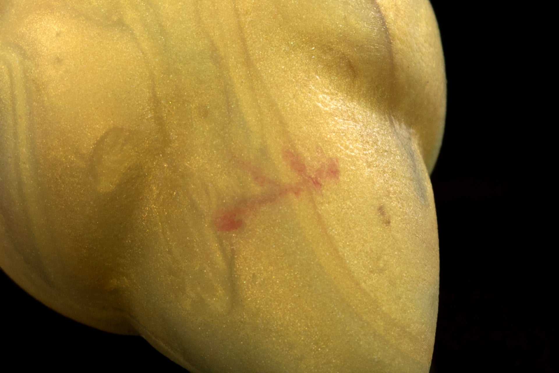 2606 Mini FB Sabertooth in Medium Firmness - Fizzle