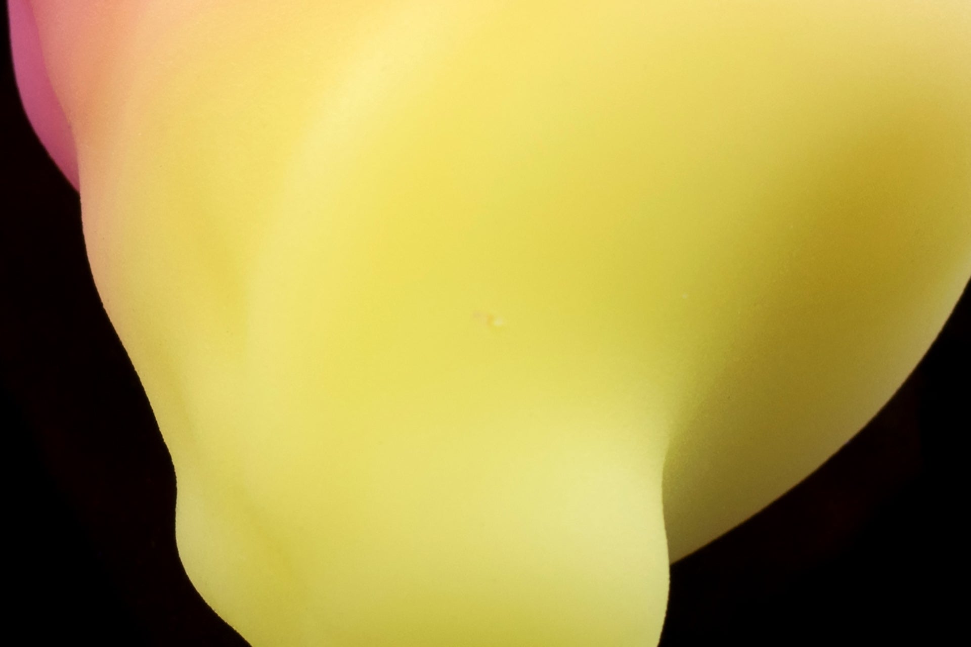 2734 Large Dante in Soft Firmness - Fizzle