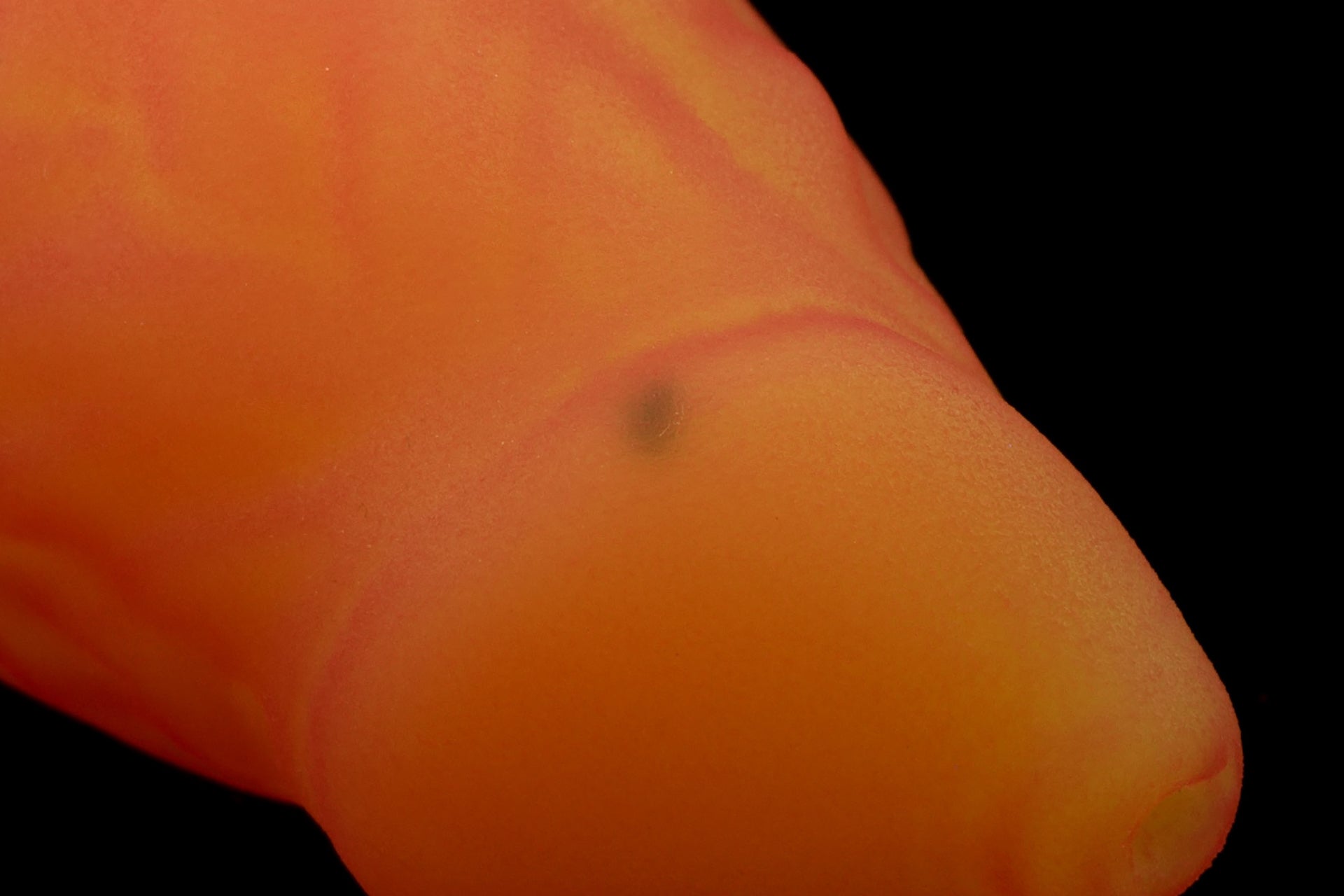 4636 Mini Dante in Medium Firmness with Suction Cup - Fizzle
