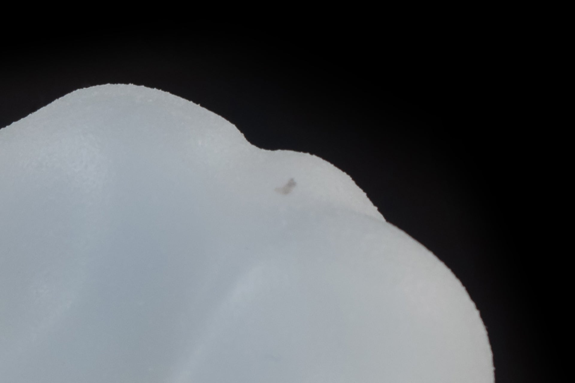 5967 Medium Croxic in Extra Soft Firmness with Suction Cup - Fizzle