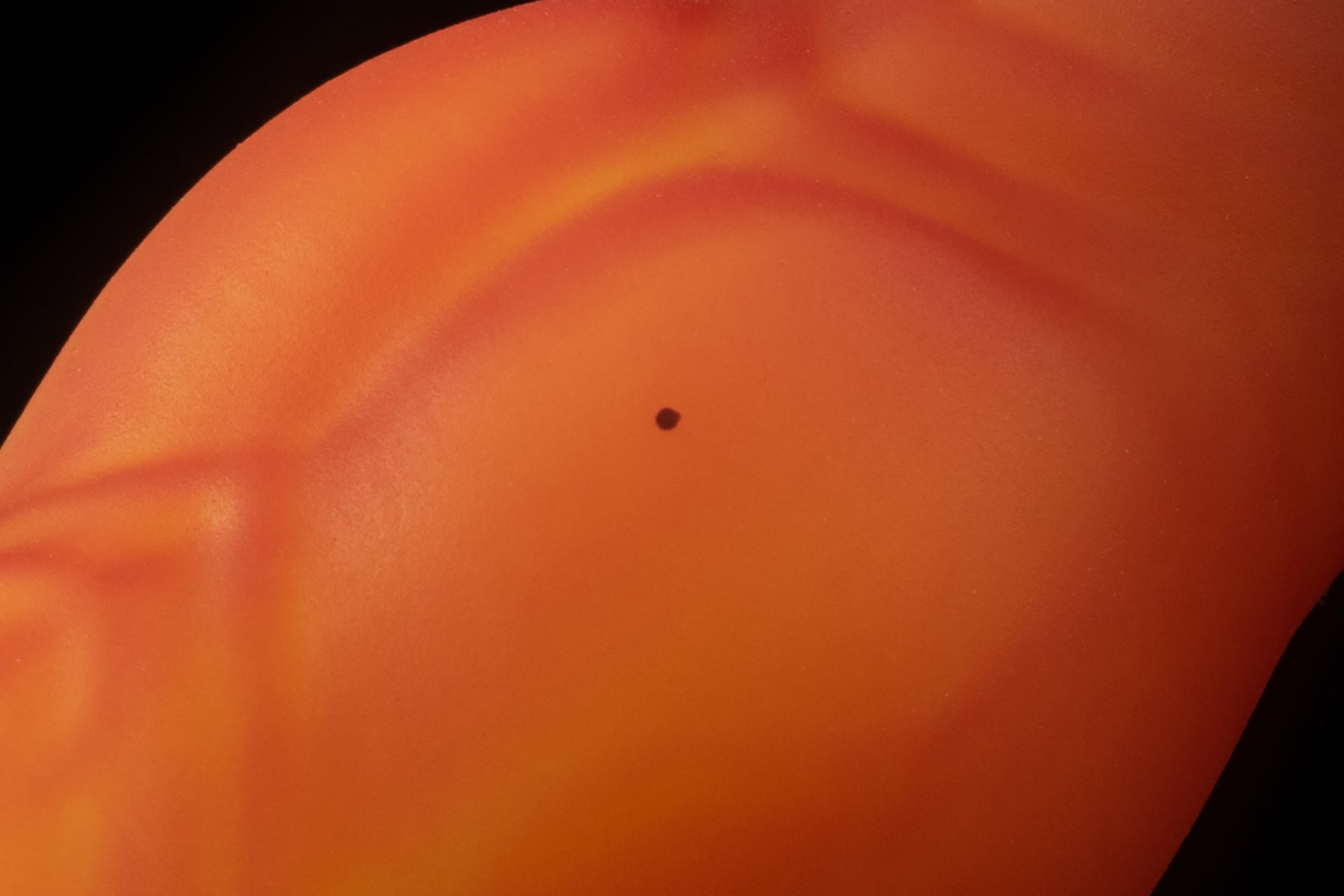 6827 Small Dante in Medium Firmness with Suction Cup - Fizzle
