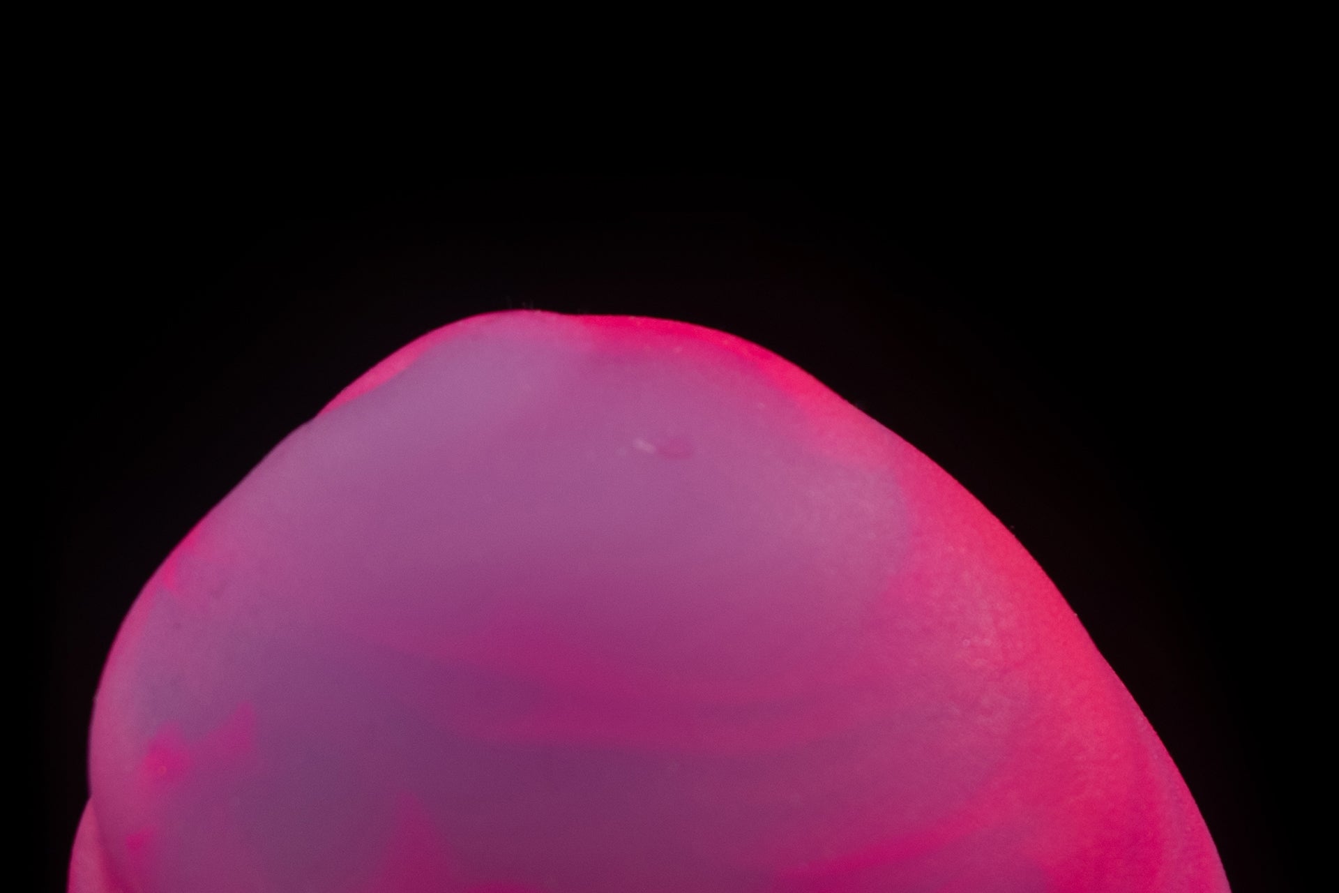 6847 Medium Alto in Medium Firmness with Suction Cup - Fizzle