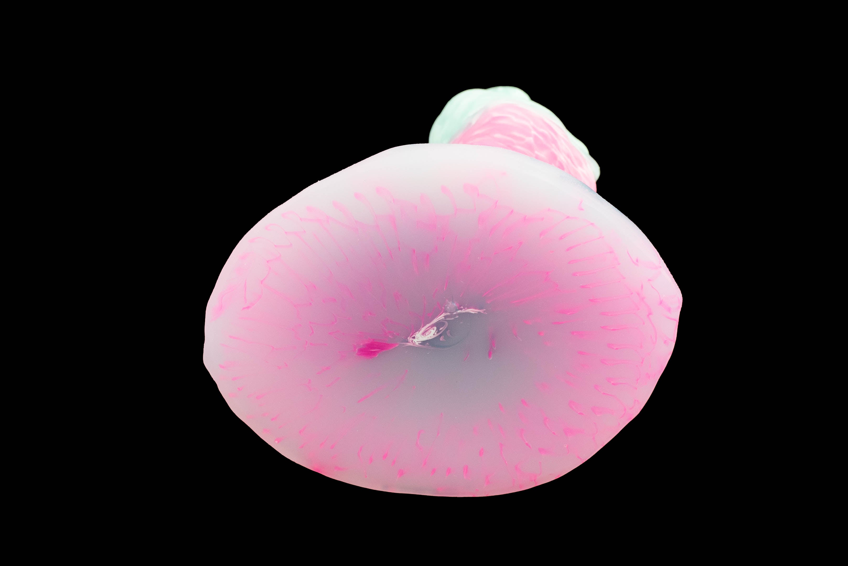 11872 Small Hidora in Medium Firmness - Fizzle