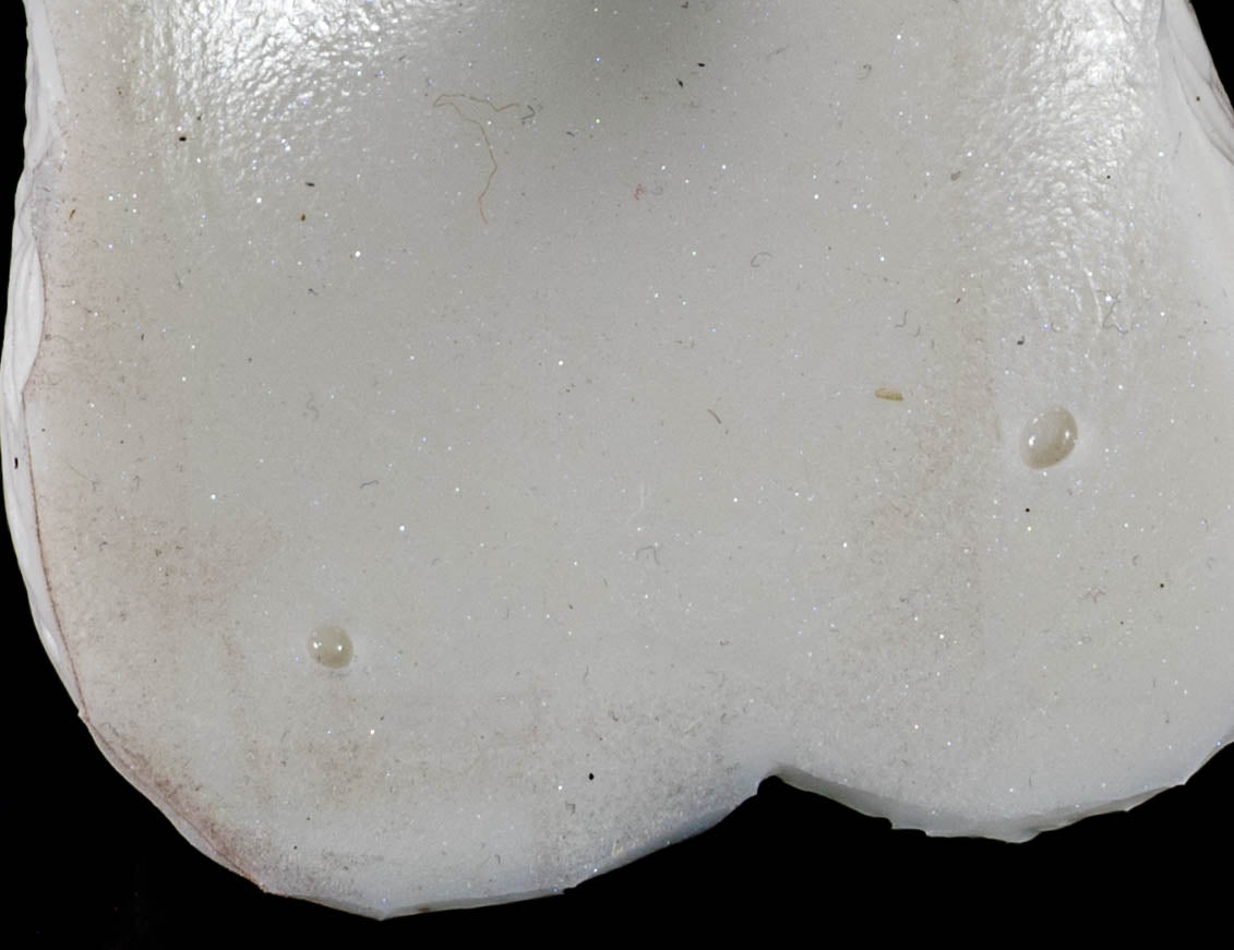 13601 Small Ash in Soft Firmness with Suction Cup - Fizzle