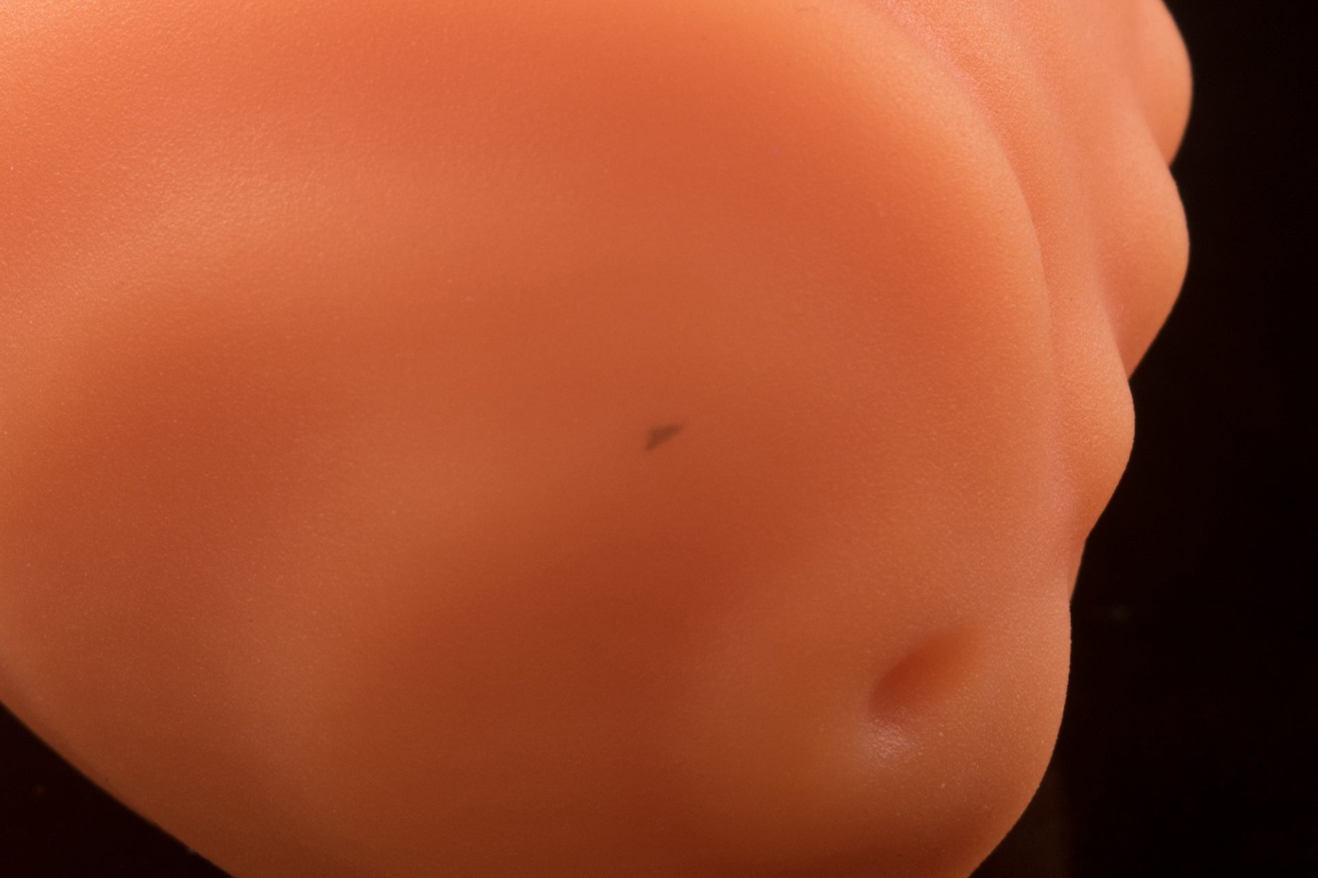 2366 Large Alto in Soft Firmness - Fizzle