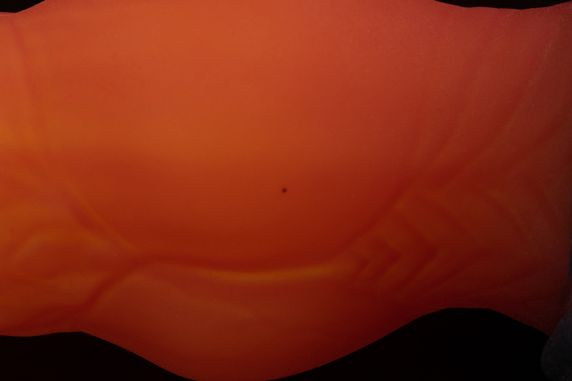 7412 Large Dante in Soft Firmness with Suction Cup - Fizzle
